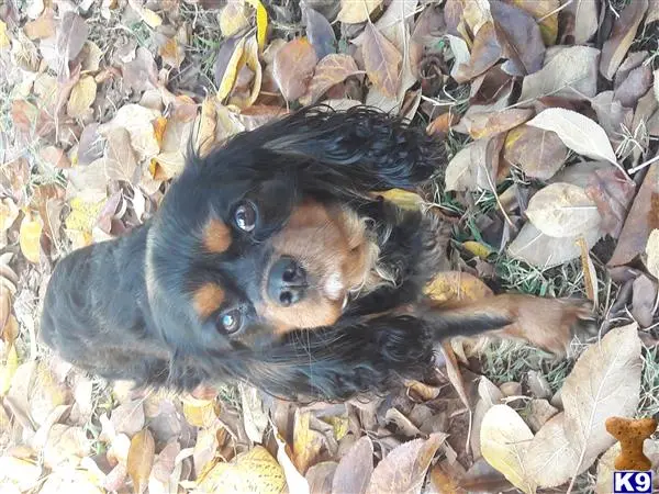 Cavalier King Charles Spaniel