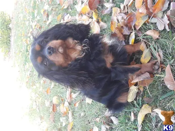 Cavalier King Charles Spaniel stud dog