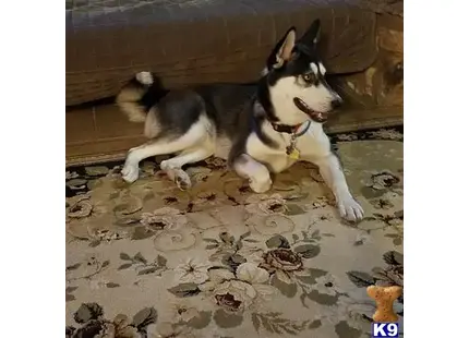 Siberian Husky