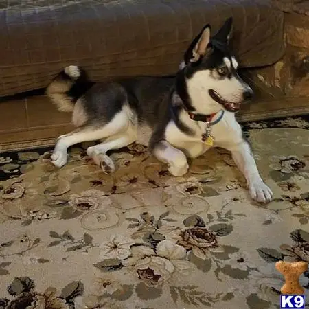 Siberian Husky female dog: Black and white Siberian Husky lying on a floral rug