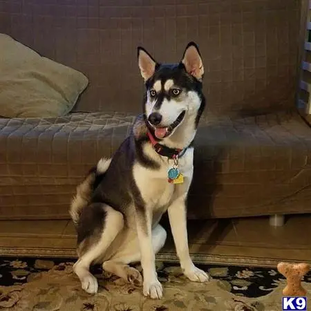 Siberian Husky female dog: Siberian Husky with black and white coat sitting on a rug