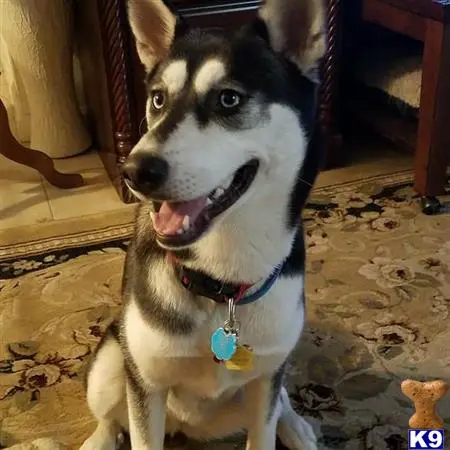 Siberian Husky female dog: Black and white Siberian Husky sitting on a patterned rug