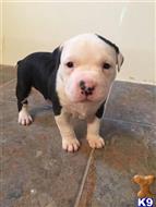 american pit bull puppy posted by sabrinaa