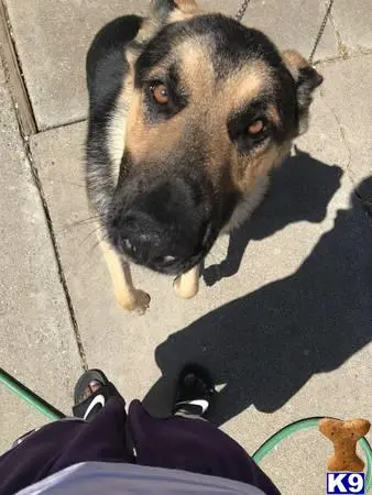 German Shepherd stud dog