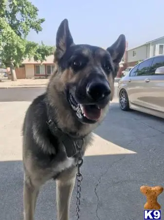 German Shepherd stud dog