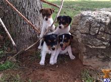 jack russell terrier puppy posted by sabrown