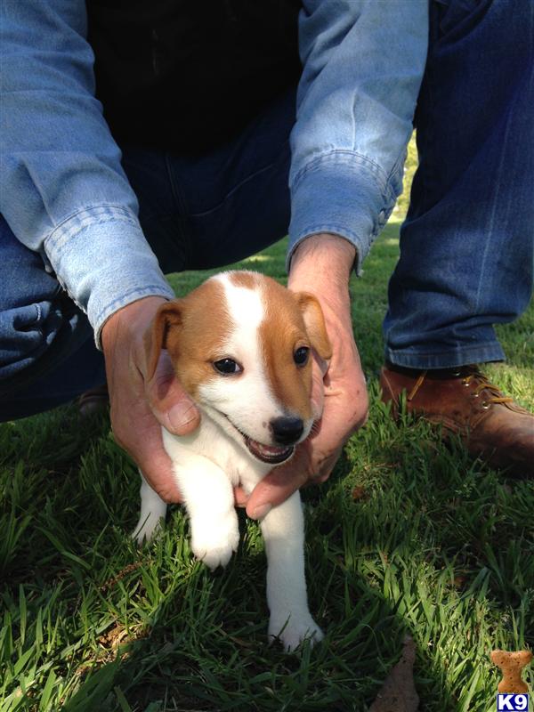 jack russell terrier puppy posted by sabrown
