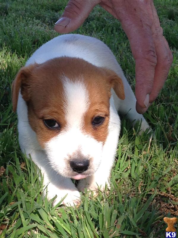 jack russell terrier puppy posted by sabrown
