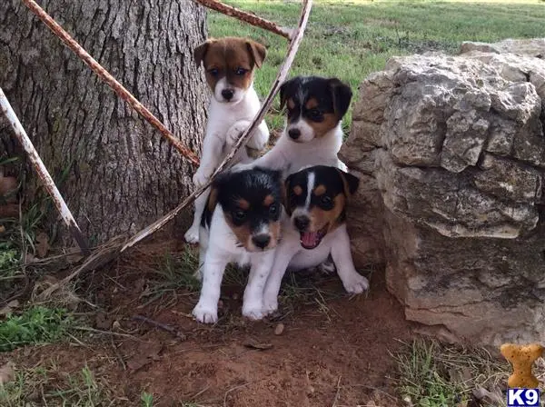 Jack Russell Terrier