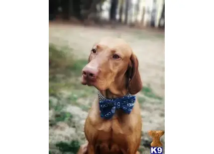 Vizsla