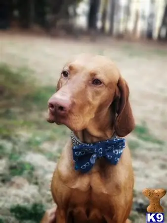 Vizsla