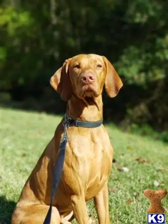 Vizsla stud dog