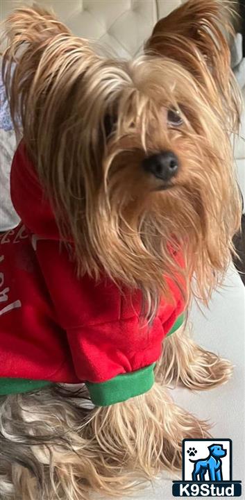 a yorkshire terrier dog wearing a red shirt