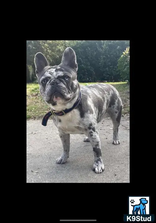 a french bulldog dog standing on a path