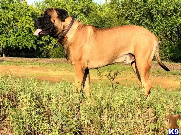 Bullmastiff stud dog