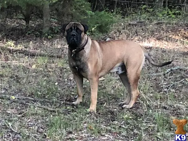 Bullmastiff stud dog