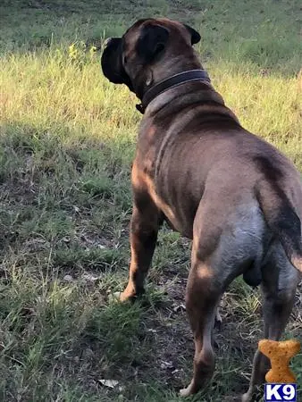 Bullmastiff stud dog