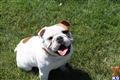 English Bulldog stud dog: White English Bulldog with brown patches sitting on grass, smiling