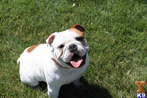 English Bulldog stud dog