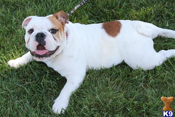 English Bulldog stud dog