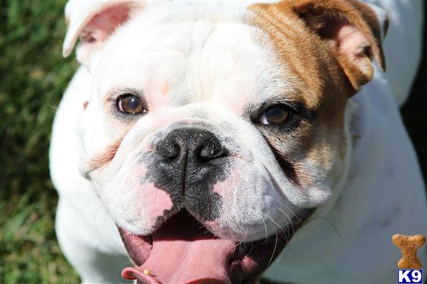 English Bulldog stud dog