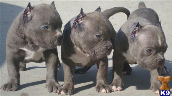 ear cropping price american pit bull puppy for sale rokus bully sold sold sold rokus tonk 6 ear cropping price american pit bull puppy for sale rokus bully sold sold sold rokus tonk 6