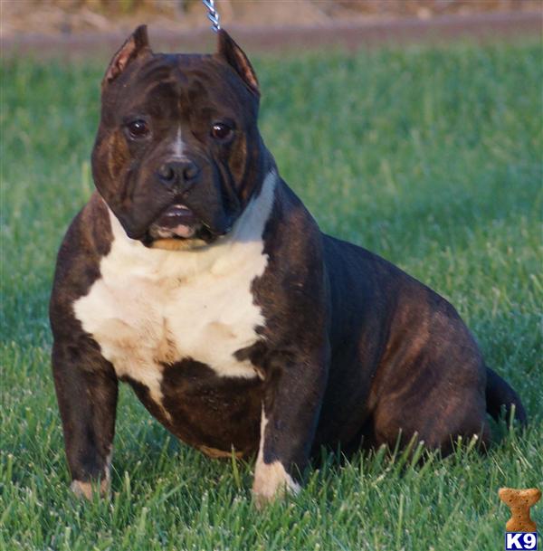 American Pit Bull dog