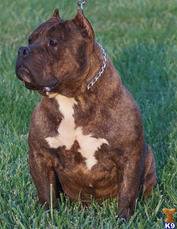 American Pit Bull dog