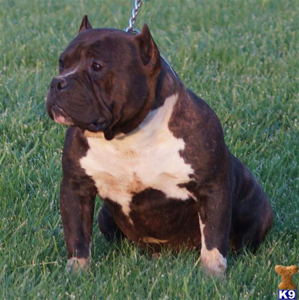 American Pit Bull dog