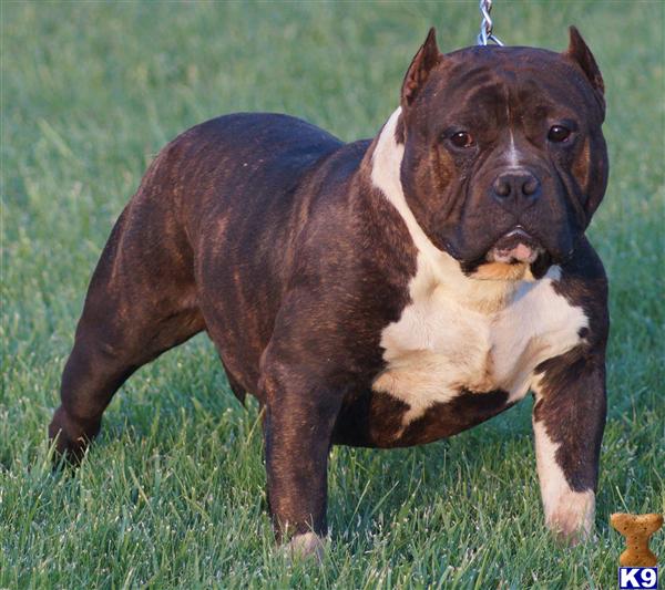 American Pit Bull dog