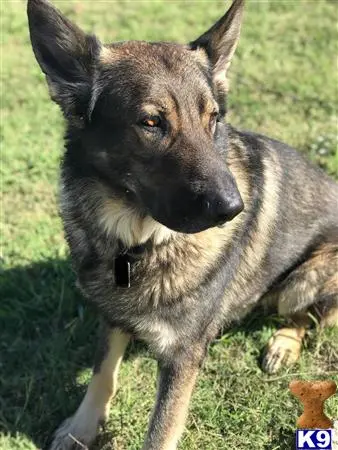 German Shepherd stud dog