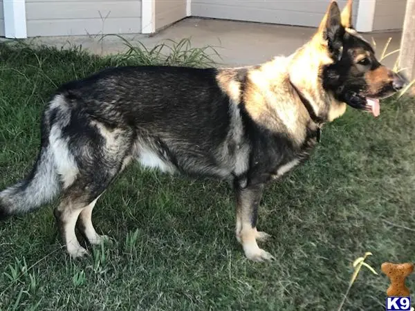 German Shepherd stud dog