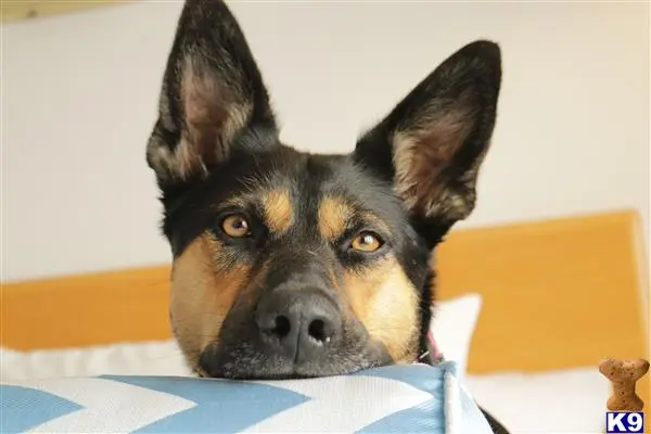 German Shepherd female dog