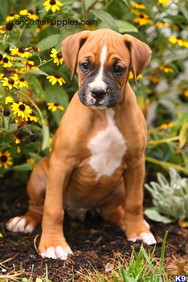 Boxer Puppy for Sale Ryan, Male 750 Shipping Available