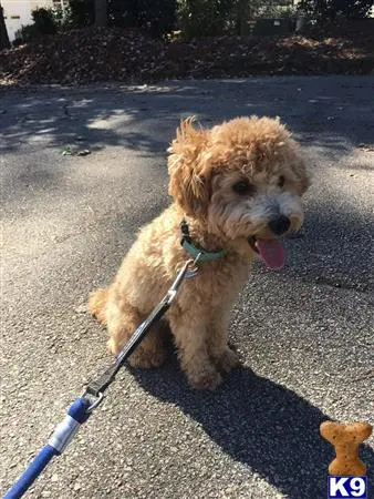 Poodle stud dog