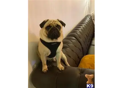 Pug