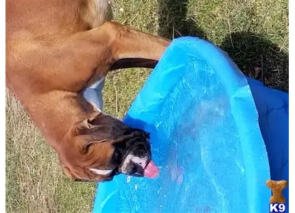 Boxer stud dog: a boxer dog with a blue bag
