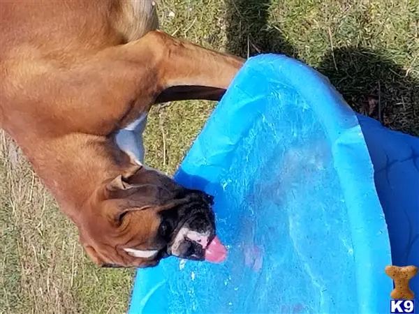 Boxer stud dog: a boxer dog with a blue bag
