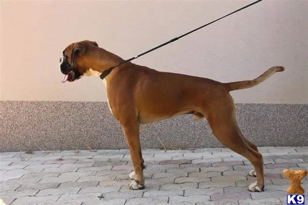 Boxer stud dog: a boxer dog on a leash