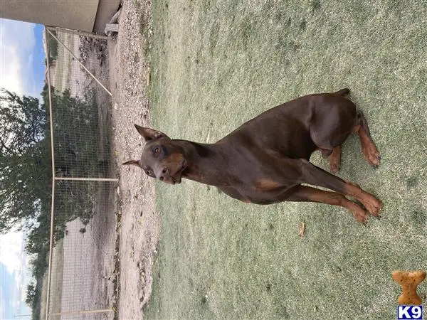 Doberman Pinscher stud dog