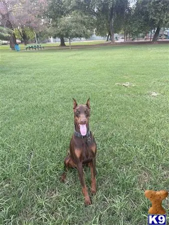 Doberman Pinscher stud dog