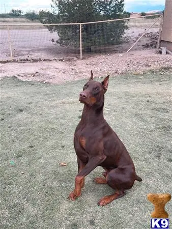 Doberman Pinscher stud dog