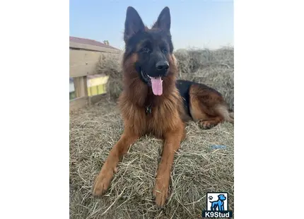 a german shepherd dog lying in a field