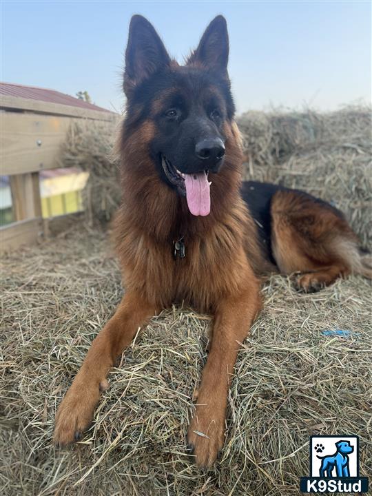a german shepherd dog lying in a field
