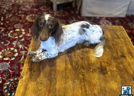 a dachshund dog lying on a wood floor