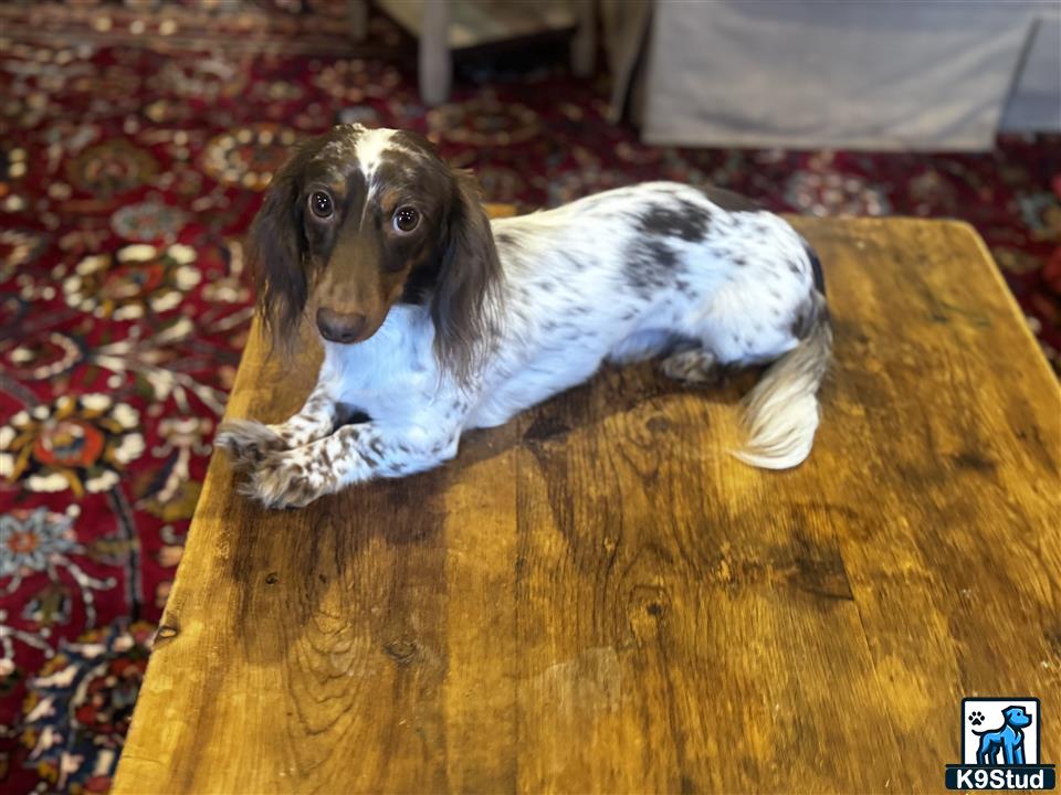 a dachshund dog lying on a wood floor