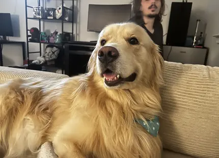 Golden Retriever stud dog: Golden Retriever with a light golden coat, sitting on a couch