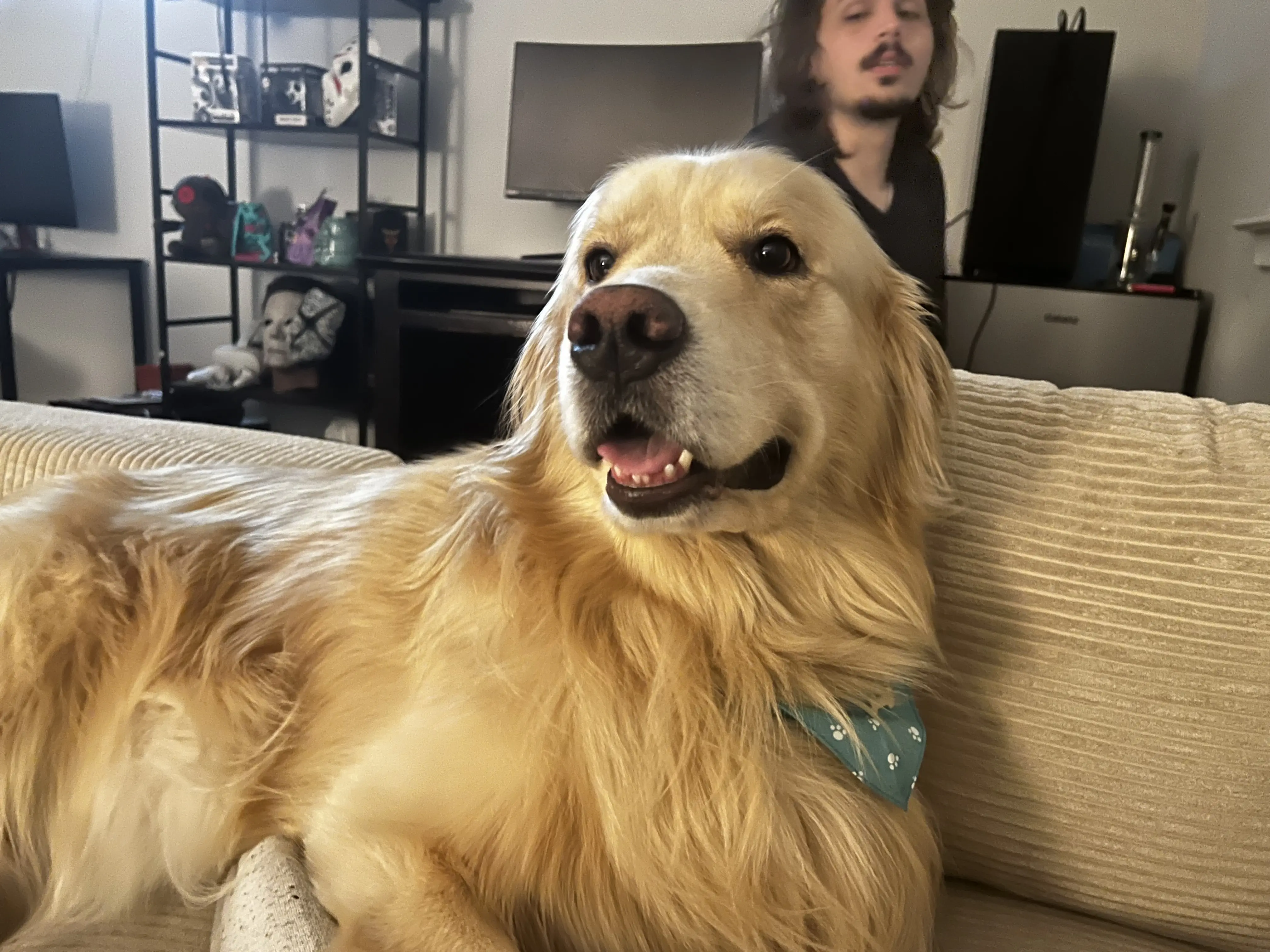 Golden Retriever stud dog: Golden Retriever with a light golden coat, sitting on a couch