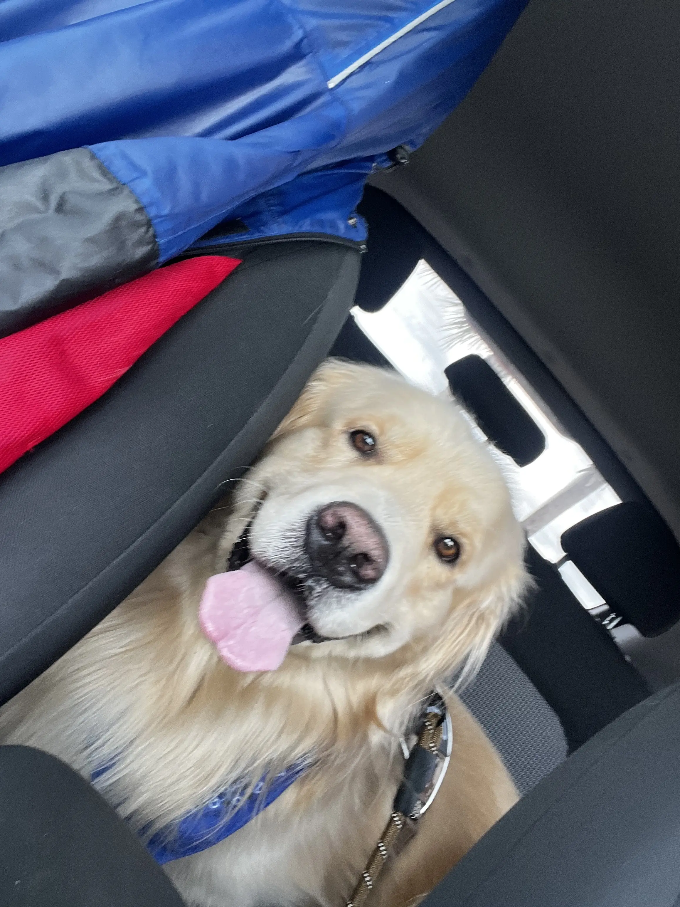 Golden Retriever stud dog: Golden Retriever sitting in a car with a happy expression