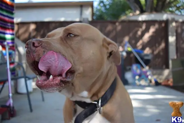 American Pit Bull stud dog